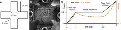 Investigating Passive Muscle Mechanics With <mark class="highlighted">Biaxial</mark> Stretch